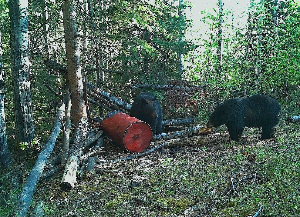 Beaver City Bear Hunts